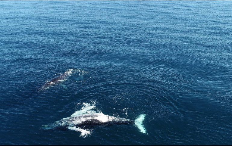 El cadáver de un cachalote que medía unos 14 metros y pesaba entre 25 y 30 toneladas fue encontrado este lunes en la bahía de Osaka. EFE/ ARCHIVO.