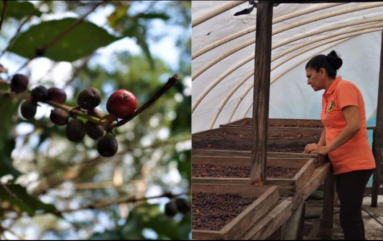 Este lugar tiene una gran identidad cafetalera desde hace años. ESPECIAL / M. VARGAS