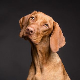 Estos son los perros recomendados para combatir la depresión