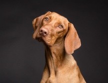 Los perros representan un amigo fiel e incondicional para el ser humano, algunos incluso tienen características tan particulares que son capaces de aminorar y ser apoyo emocional en la vida cotidiana. PIXABAY