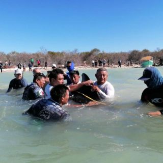 Liberan a 21 ballenas piloto que encallaron en Celestún, Yucatán (VIDEO)