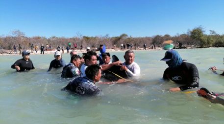 Esta no es la primera vez que ocurre un encallamiento, pues anteriormente ocurrió otro pero de delfines. X/ @CONANP_mx.