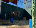 La elefanta Annie fue asegurada hace unos días, luego de una denuncia ciudadana. ESPECIAL / ZOOLÓGICO DE GDL