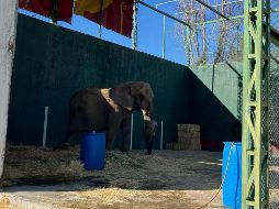 La elefanta Annie fue asegurada hace unos días, luego de una denuncia ciudadana. ESPECIAL / ZOOLÓGICO DE GDL