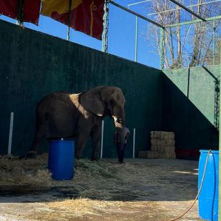¿A dónde trasladarán a la elefante Annie? Profepa evalúa lugares para su nuevo hogar