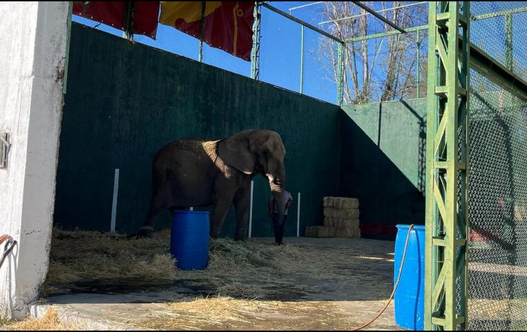 La elefanta Annie fue asegurada hace unos días, luego de una denuncia ciudadana. ESPECIAL / ZOOLÓGICO DE GDL