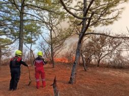 Debido al siniestro, fue necesaria la intervención del Ejército que aplicó el Plan DN-III en apoyo a los brigadistas de la Comisión Estatal Forestal y de la zona arqueológica. X/ @COESFO_GobOax.