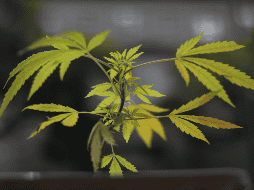 Tras un largo debate, el Parlamento Federal de Alemania aprobó el proyecto de ley 