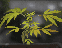 Tras un largo debate, el Parlamento Federal de Alemania aprobó el proyecto de ley 