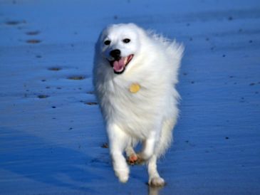 Investigaciones científicas indican que el ADN influye hasta en un 15% de la personalidad canina. Pixabay.
