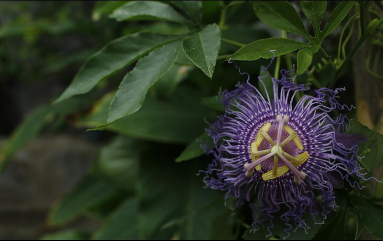 Esta planta natural tiene muchos años siendo utilizada como medicina alternativa. Unsplash.