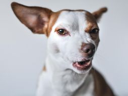Los chihuahuas son una raza muy querida, pero también muy agresiva. ESPECIAL/ Foto de Isabel Vittrup-Pallier en Unsplash