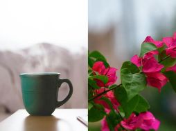 Preparar una infusión o té de bugambilia es muy fácil y te permite obtener todos sus beneficios. UNSPLASH / Pisauikan / D. Mao