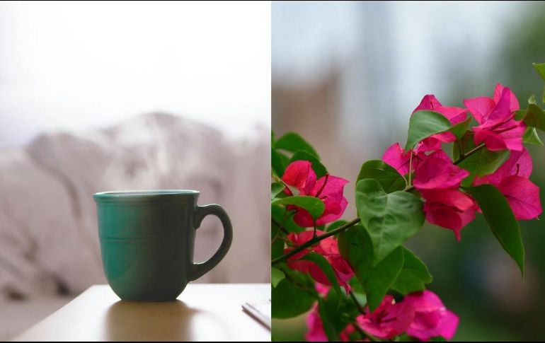 Preparar una infusión o té de bugambilia es muy fácil y te permite obtener todos sus beneficios. UNSPLASH / Pisauikan / D. Mao
