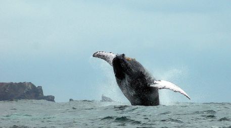 El canto de las ballenas barbadas (misticetos) entre las que se incluyen especies como la jorobada, azul, gris, minke, de aleta o rorcual boreal/austral, cautiva a la sociedad desde que los primeros pescadores comenzaron a surcar los mares. EFE / ARCHIVO