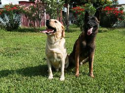 El labrador, tiene una ligera esperanza de vida promedio de 13,1 años. EL INFORMADOR/ ARCHIVO.