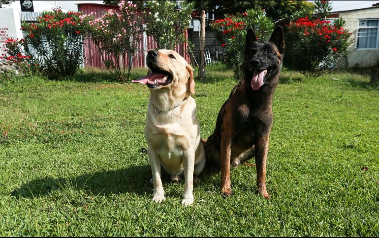 El labrador, tiene una ligera esperanza de vida promedio de 13,1 años. EL INFORMADOR/ ARCHIVO.