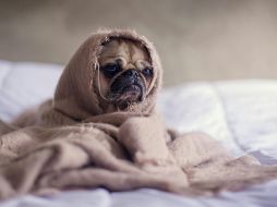 Los perros, esos fieles compañeros de cuatro patas, también pueden experimentar tristeza y melancolía. Unsplash.