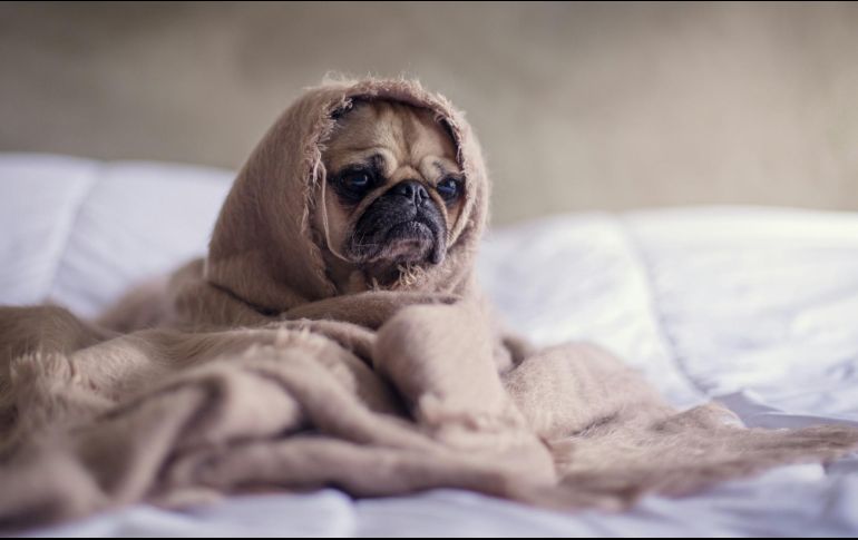 Los perros, esos fieles compañeros de cuatro patas, también pueden experimentar tristeza y melancolía. Unsplash.