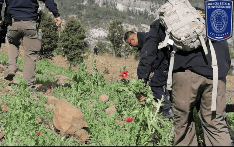 Elementos de seguridad que integran las Células B.O.I. localizaron y destruyeron dos plantíos. ESPECIAL.
