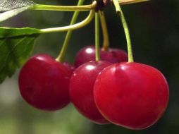 Las cerezas, debido a su contenido de melatonina, serotonina o grasas, pueden inducir a la somnolencia. AP / ARCHIVO