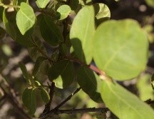 Las hojas de guayabo contienen nutrientes buenos para la salud. EL INFORMADOR/ARCHIVO