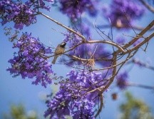 Las jacarandas pertenecen a la familia Bignoniaceae y llegan a medir hasta 15 metros de altura, con una probabilidad de vida de 80 años. SUN / ARCHIVO