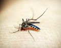 El dengue es una enfermedad transmitida por la picadura de mosquitos infectados. Pixabay