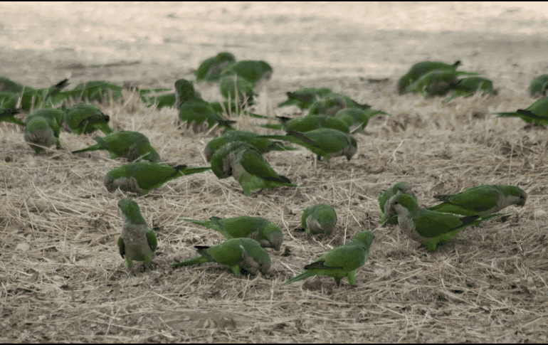 Las cotorras argentinas pueden traer enfermedades para el ser humano. ESPECIAL/ Foto de J Yeo en Unsplash