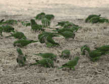 Las cotorras argentinas pueden traer enfermedades para el ser humano. ESPECIAL/ Foto de J Yeo en Unsplash