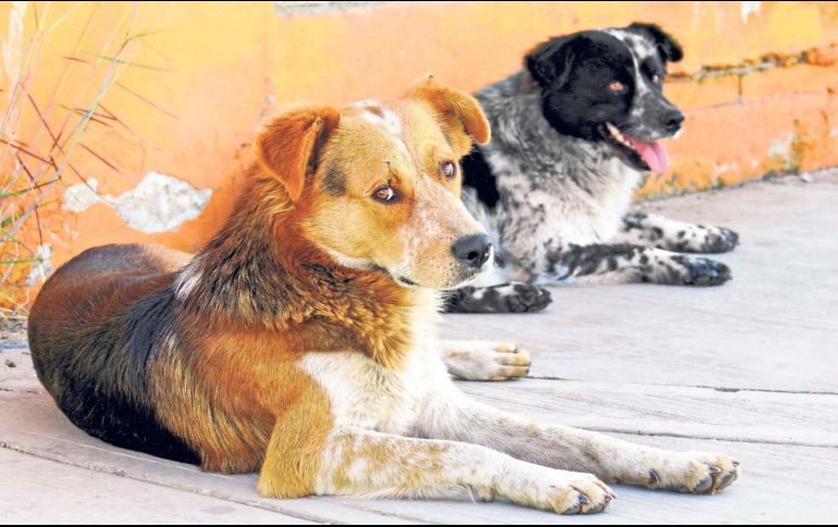 Los hechos ocurrieron en marzo de 2023, cuando Andrés “N”atacó a machetazos a los dos animales en el municipio de Tehuacán. SUN/ ARCHIVO.