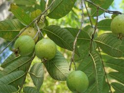 Corta las hojas del árbol y prepárate un nutritivo té. UNSPLASH /  A. Wulan Asri