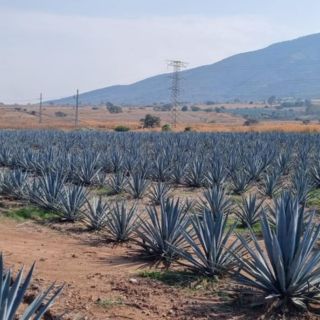 Agroindustria tequilera propicia desarrollo económico en las comunidades