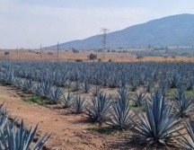 Agroindustria tequilera propicia desarrollo económico en las comunidades
