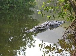 El clima de la región es subhúmedo, con una temperatura media anual de 26 a 28 ºC, siendo la época más cálida entre junio y agosto, por lo que pueds planear visitarlo en vacaciones de verano. ESPECIAL / SEMADET