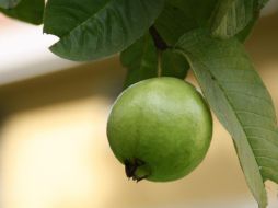 Su uso en los tiempos de invierno la hace una de las mejores alternativas para combatir virus, bacterias y enfermedades relacionadas con las vías respiratorias. Además, su consumo logra controlar los niveles de glucosa en sangre, una maravilla para las personas con diabetes. PIXABAY