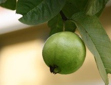 Su uso en los tiempos de invierno la hace una de las mejores alternativas para combatir virus, bacterias y enfermedades relacionadas con las vías respiratorias. Además, su consumo logra controlar los niveles de glucosa en sangre, una maravilla para las personas con diabetes. PIXABAY