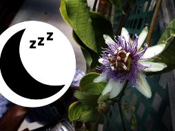 Estas plantas son útiles para mejorar la calidad de tu sueño, revisa cuáles puedes consumir de acuerdo a tu estado de salud. AP / ARCHIVO