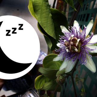 Cinco plantas para dormir profundamente