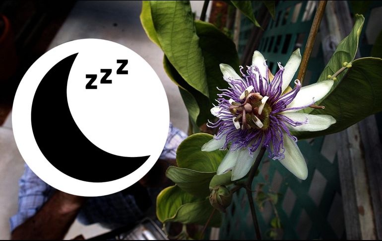 Estas plantas son útiles para mejorar la calidad de tu sueño, revisa cuáles puedes consumir de acuerdo a tu estado de salud. AP / ARCHIVO