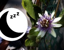 Estas plantas son útiles para mejorar la calidad de tu sueño, revisa cuáles puedes consumir de acuerdo a tu estado de salud. AP / ARCHIVO