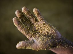 La mostaza es un ingrediente que no puede faltar en la cocina. EFE / ARCHIVO