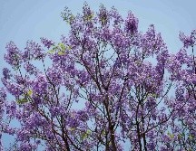 Marzo es un mes maravilloso donde la primavera llega, pero no todos disfrutan esta época debido a las alergias. SUN / ARCHIVO