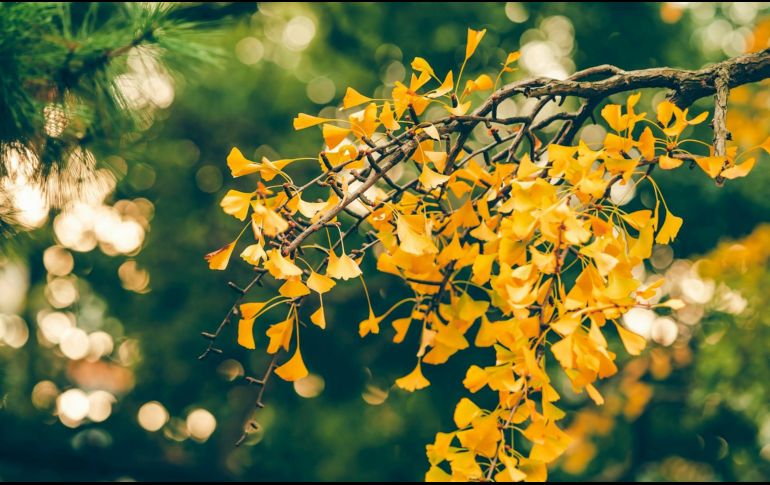 El Ginkgo biloba ha capturado la atención de expertos en nutrición y salud debido a sus potentes cualidades antioxidantes. Unsplash.