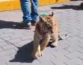 A través de redes sociales, circula un video y fotografías en donde se puede ver cómo un hombre trae de una cadena un cachorro de tigre. ESPECIAL.