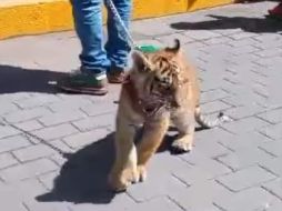 A través de redes sociales, circula un video y fotografías en donde se puede ver cómo un hombre trae de una cadena un cachorro de tigre. ESPECIAL.