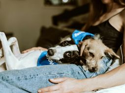 Dormir con las mascotas es un hábito común para quien tiene animales en casa. ESPECIAL/ Foto de Chewy en Unsplash