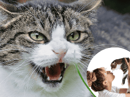 Los gatos que viven con nosotros pueden experimentar estrés debido a cambios en su rutina y entorno. ESPECIAL/CANVA