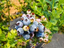 Los arándanos son el mejor aliado contra las infecciones urinarias. EL INFORMADOR/ ARCHIVO.