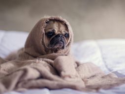 Diversos sonidos de la vida diaria pueden resultar molestos para nuestras mascotas. ESPECIAL/ Foto de Matthew Henry en Unsplash